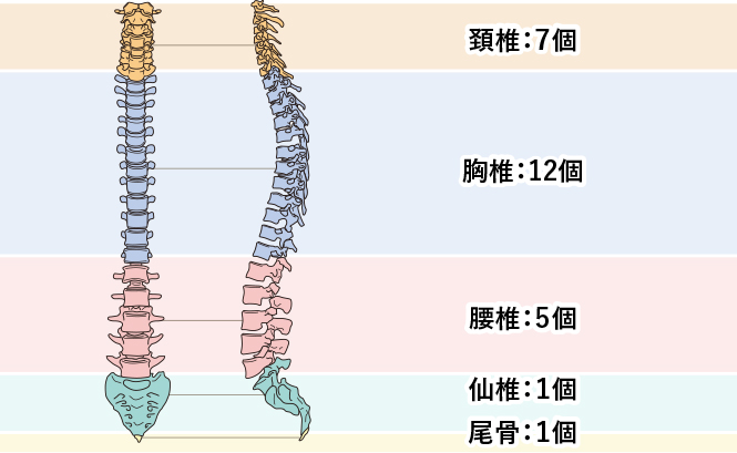 側弯症は どんな病気か 側弯症town 患者向けサイト 日本側彎症学会