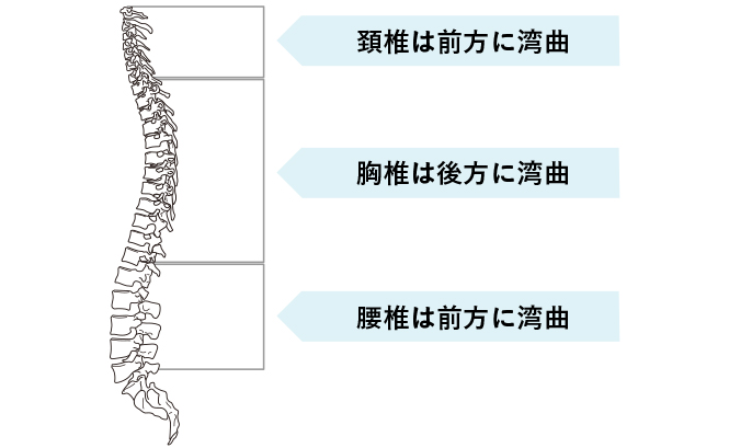 側弯症は どんな病気か 側弯症town 患者向けサイト 日本側彎症学会